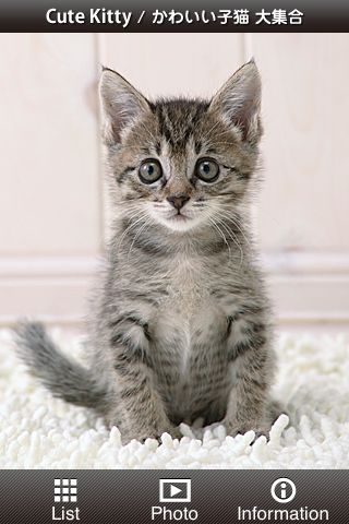 かわいい子猫 大集合 ペット写真集 アタイたちの可愛さにメロメロになったっていいのよ 3356 Appbank