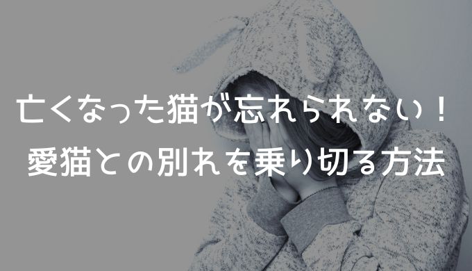 亡くなった猫が忘れられない！愛猫との別れを乗り切る方法