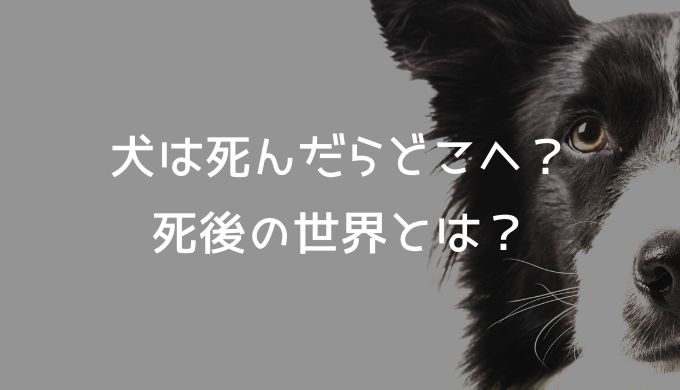 犬は死んだらどこへ？死後の世界とは？