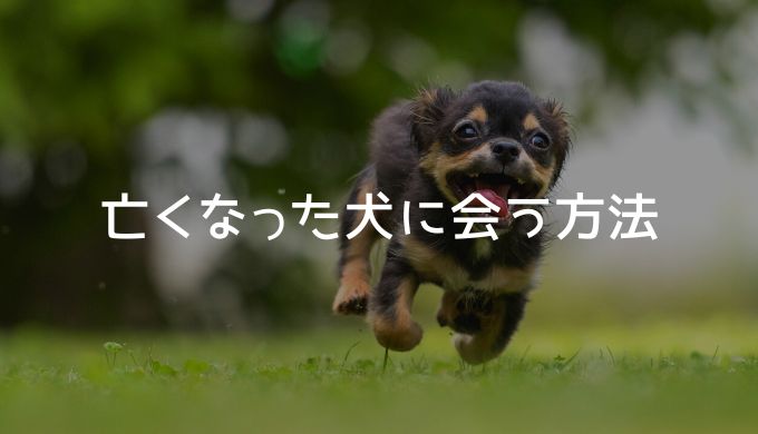 亡くなった犬に会う方法