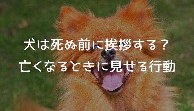 死んだ犬の気持ちを知る方法 生まれ変わりのサインやペットの死後の世界も解説 チョットキイテ