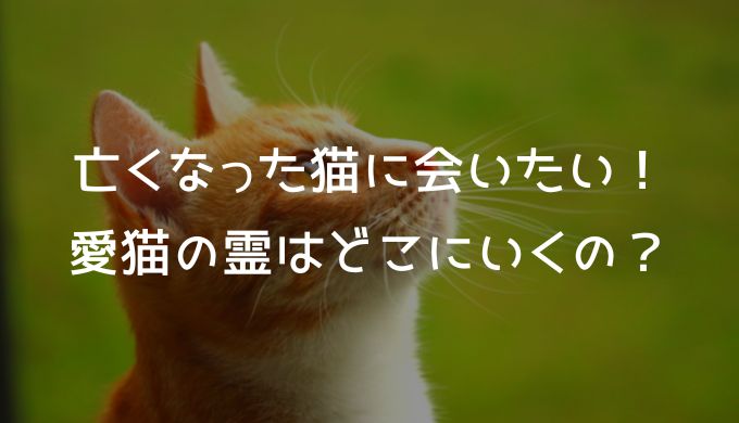 亡くなった猫に会いたい！愛猫の霊はどこにいくの？