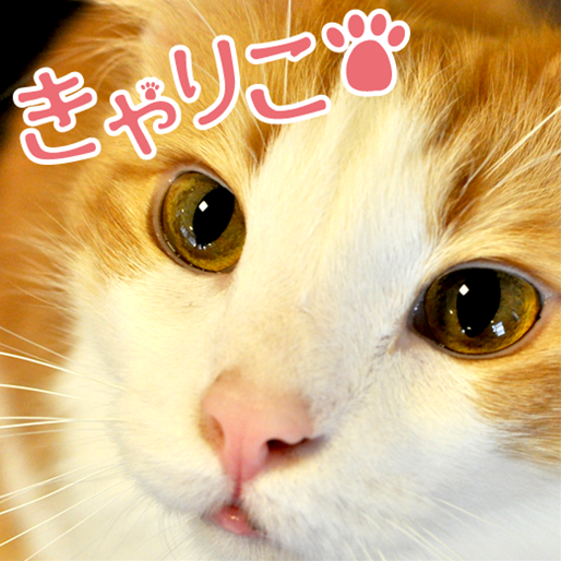 Iphone Ipad 猫カフェきゃりこ お客様の写真集 新宿 吉祥寺にある猫カフェの猫写真集 無料 Appbank