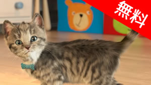 250円 無料 子猫と遊ぶ 小さな子猫 が今週のappで無料に Appbank