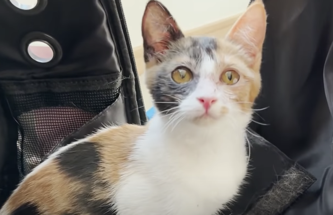 猫系youtuberあつしが新しい保護猫をお迎え 初の女の子に猫たちも興味津々 Appbank