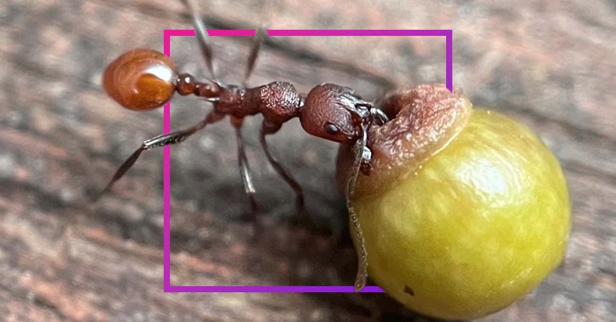 8歳少年が発見した〝賢すぎるハチ〟の行動と〝利用されるアリ〟の関係