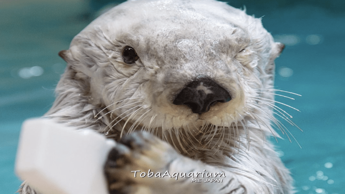 ラッコはただ可愛いだけじゃない‼ 鳥羽水族館のメイちゃんとキラちゃん