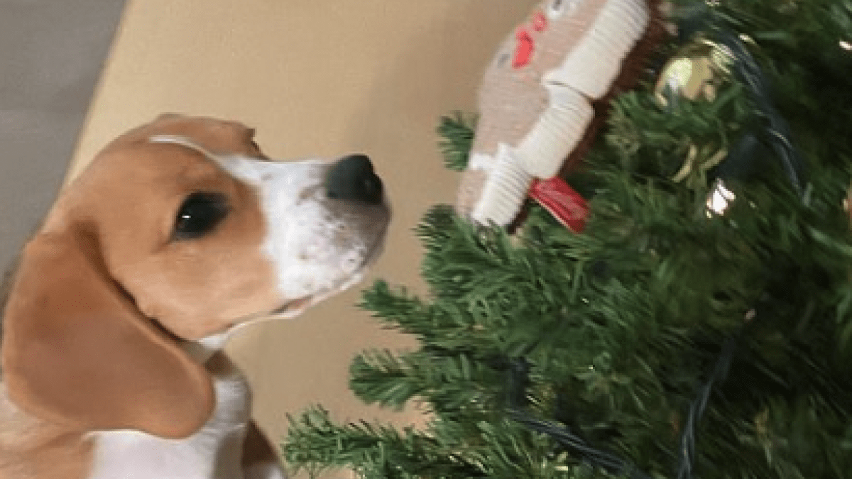 愛犬へのプレゼントはもう決まった? 12月のドギーボックスはクリスマスver! ワンちゃんたちも大喜び確定!?
