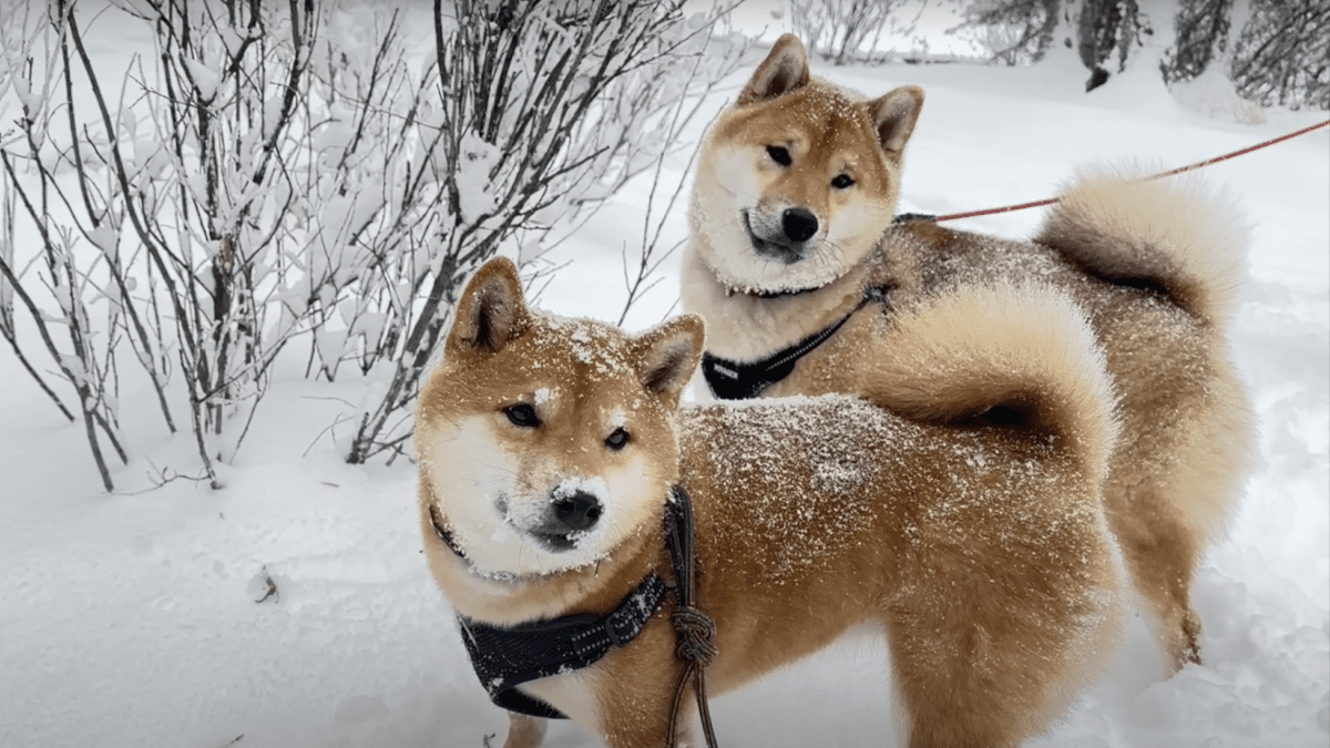 パウダースノーに大はしゃぎ‼︎ まるで揚げパン⁉︎ カナダ暮らしの柴犬