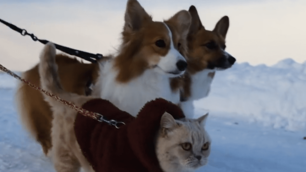 「可愛すぎるww」雪原をワンちゃんと一緒にお散歩しているネコちゃんが話題に!?