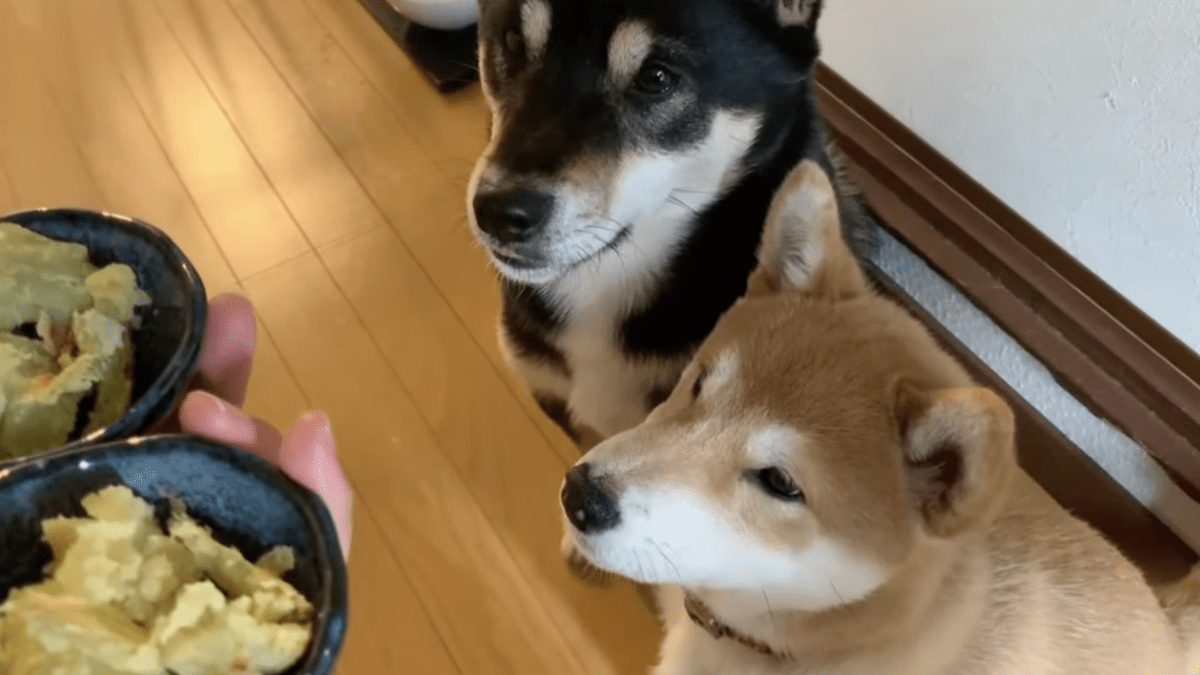 柴犬子犬が初めての焼き芋を食す⁉︎ 食いしん坊なわんぱく柴犬兄弟が可愛すぎる‼︎