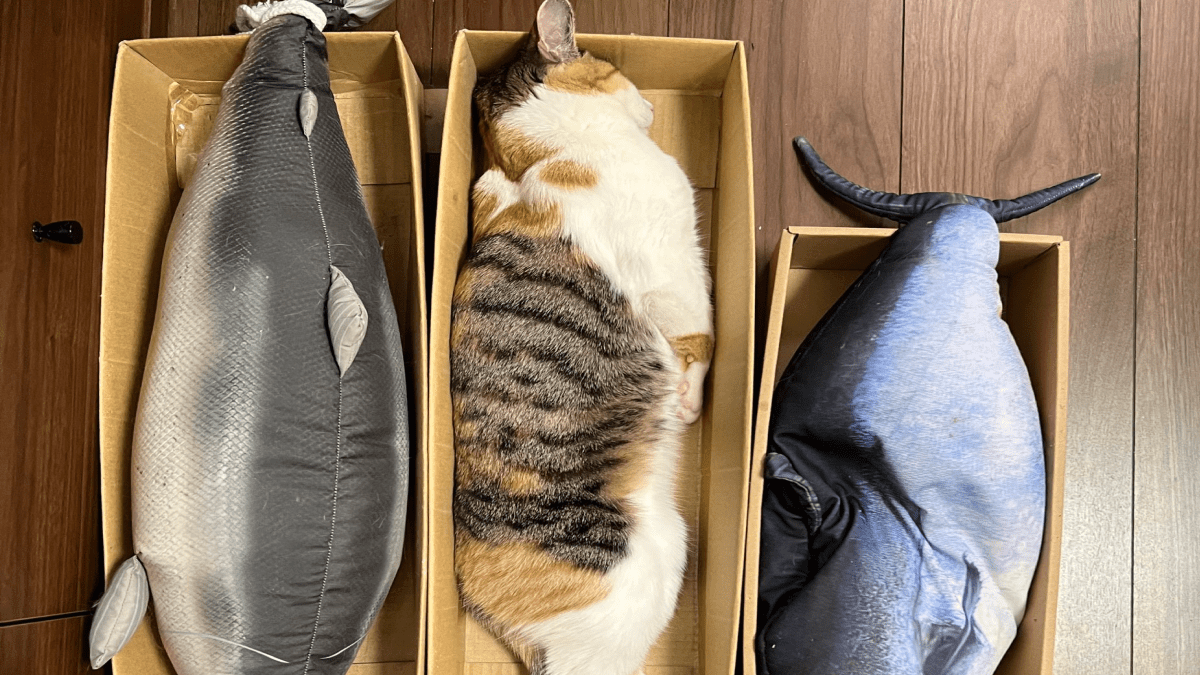 「出荷されちゃうかも⁈」箱の中でお魚のように眠るかわいい猫ちゃんを紹介します‼