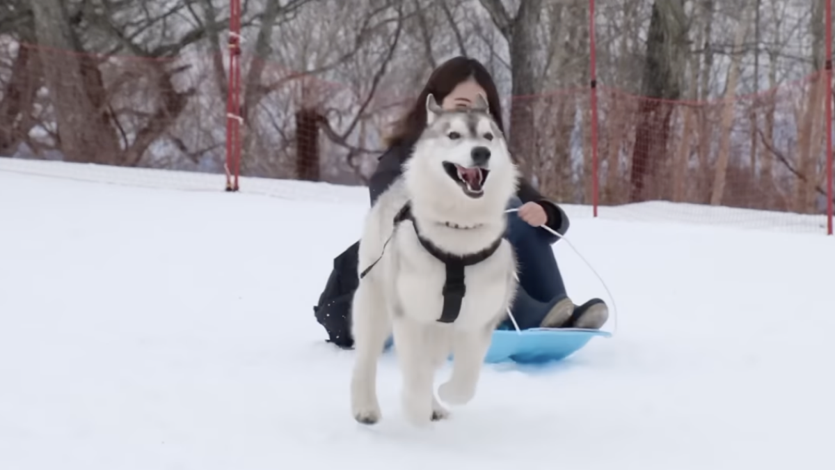 【すごい】ハスキー犬が雪の中ソリを引く! 犬ぞりに初挑戦した動画が話題になっています!