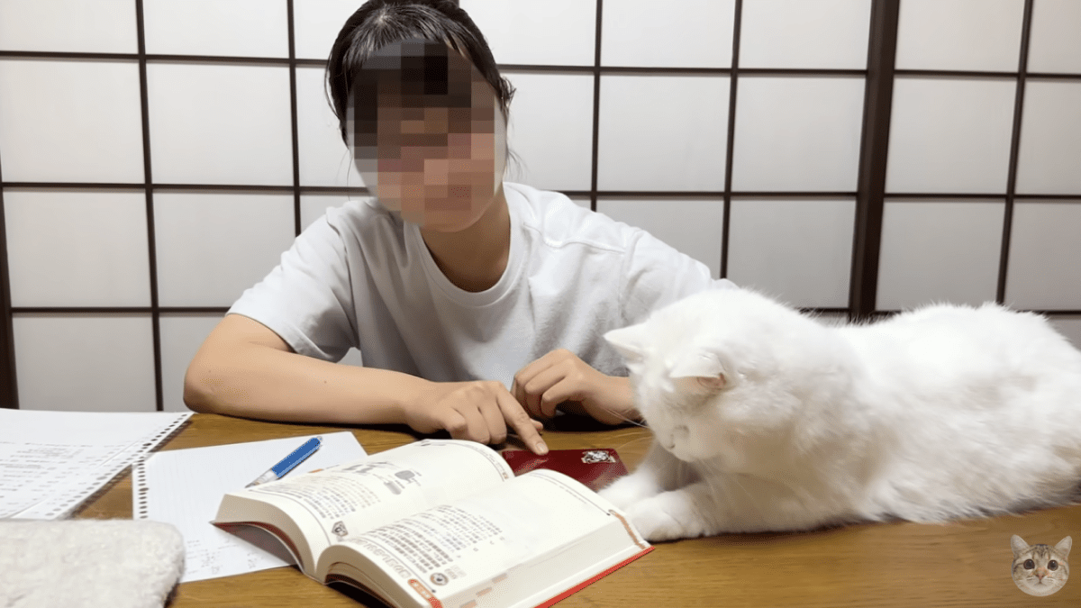 【危険】猫の隣で試験勉強をするのは不可能な件が話題にwww