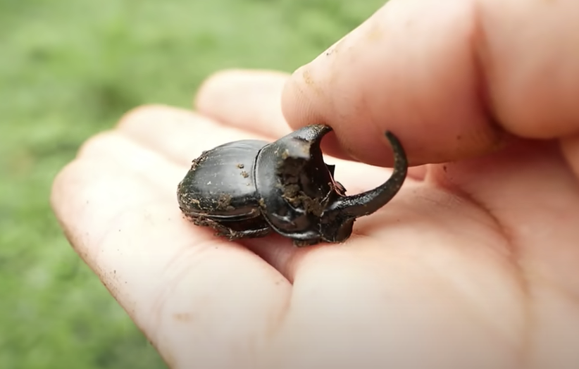 超貴重】うごめ紀、生息条件が限定的すぎるカブトムシを撮る! 「人生で初めて見た」絶滅危惧種指定の昆虫を大発見! | AppBank