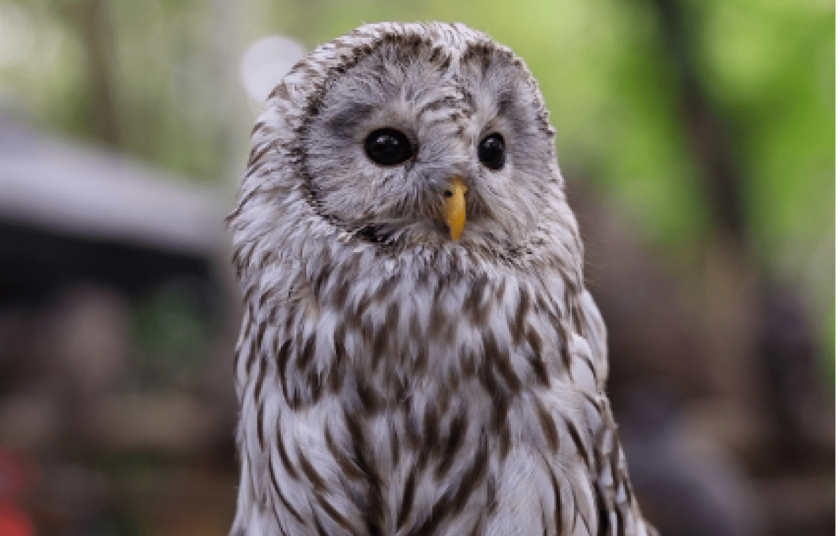 思わず心配しちゃう！フクロウの幼鳥の寝姿が〝ヤバすぎる〟と話題に…