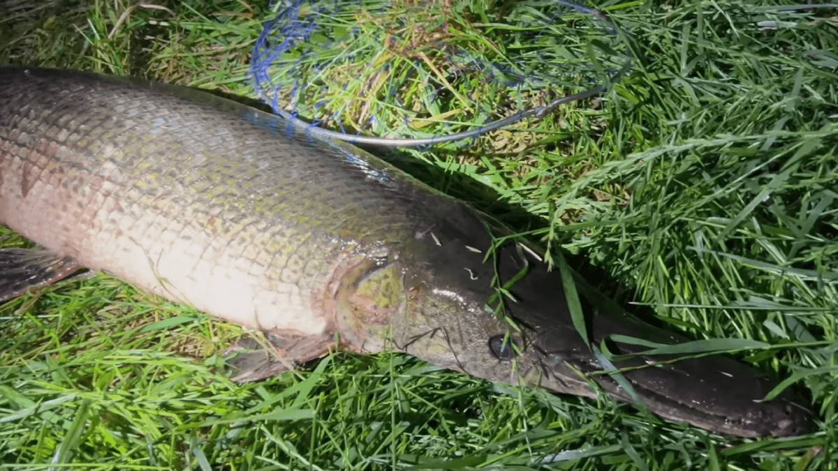 衝撃】荒川で捕れた〝危険外来生物〟を食べたらヤバいことに